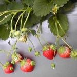 サチコさんのプロフィール画像