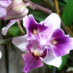 pepomamaさんのプロフィール画像