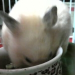 おコメちゃん。さんのプロフィール画像