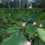 ともっぺさんのプロフィール画像