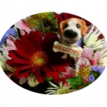 miyumiyuさんのプロフィール画像