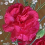 ともタンさんのプロフィール画像