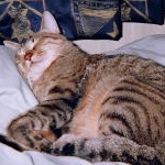 レディーマンさんのプロフィール画像