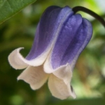 nat**meno*iさんのプロフィール画像