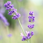 hannariさんのプロフィール画像