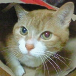 からおさんのプロフィール画像