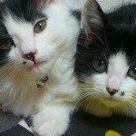 ayualohaさんのプロフィール画像