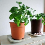 のりのりさんのプロフィール画像