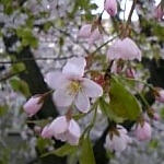 fuwaさんのプロフィール画像