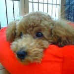 dai-mamaさんのプロフィール画像