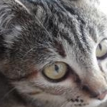 papiさんのプロフィール画像