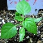 激辛（好き）サラリーマンさんのプロフィール画像