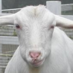 だろんさんのプロフィール画像