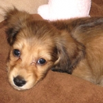 komamepurasuさんのプロフィール画像