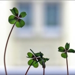 ソルティスさんのプロフィール画像