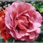 シオン３２３さんのプロフィール画像