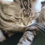 ほにゃさんのプロフィール画像