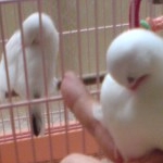 Pink81912さんのプロフィール画像