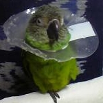 幸緒さんのプロフィール画像