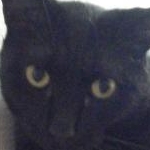 しっぽこぼうやさんのプロフィール画像