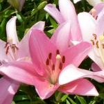 うららさんのプロフィール画像