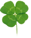 CLOVERS