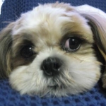 ぷるけろさんのプロフィール画像