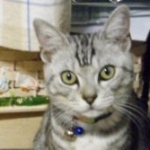 おぷくさんのプロフィール画像