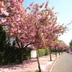 めろでぃさんのプロフィール画像