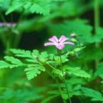 shihokkoさんのプロフィール画像