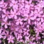 きみぶーままさんのプロフィール画像