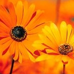 めーもさんのプロフィール画像