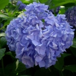 ともさんのプロフィール画像