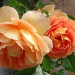 aquaさんのプロフィール画像