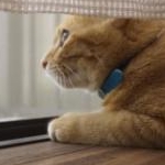 ayuさんのプロフィール画像