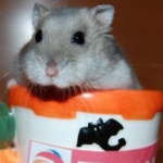 りょうくんさんのプロフィール画像