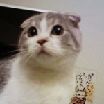 kumasanさんのプロフィール画像