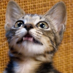 ちゅぶさんのプロフィール画像