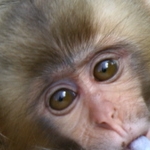 PIYOKOさんのプロフィール画像