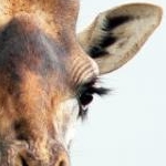 キリン・エリン