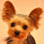 AMOさんのプロフィール画像