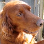 koropokkuruさんのプロフィール画像