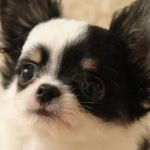 けちゃらさんのプロフィール画像