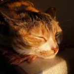 さやぴーちさんのプロフィール画像