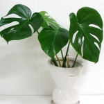 ser*cai*az*m…さんのプロフィール画像