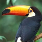 こりんさんのプロフィール画像