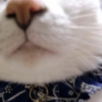 こうめママさんのプロフィール画像