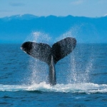 ともはんさんのプロフィール画像