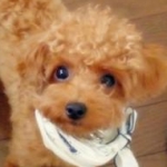 to-co*さんのプロフィール画像