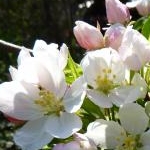 mimozaさんのプロフィール画像